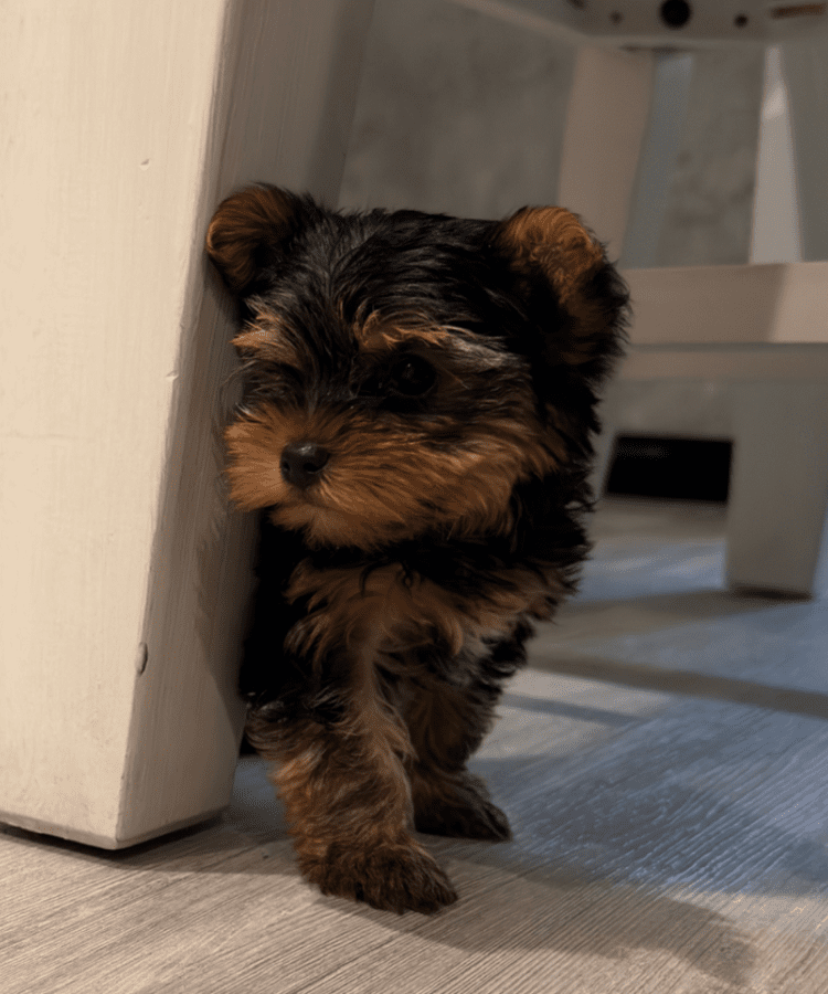 Teddy
