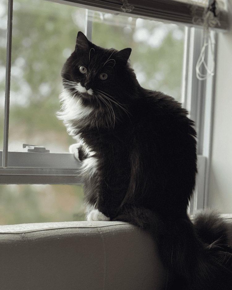 Nova