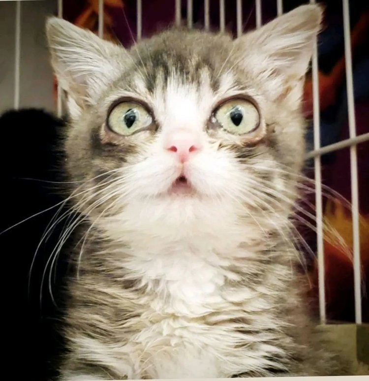 Winky The Dwarf Cat