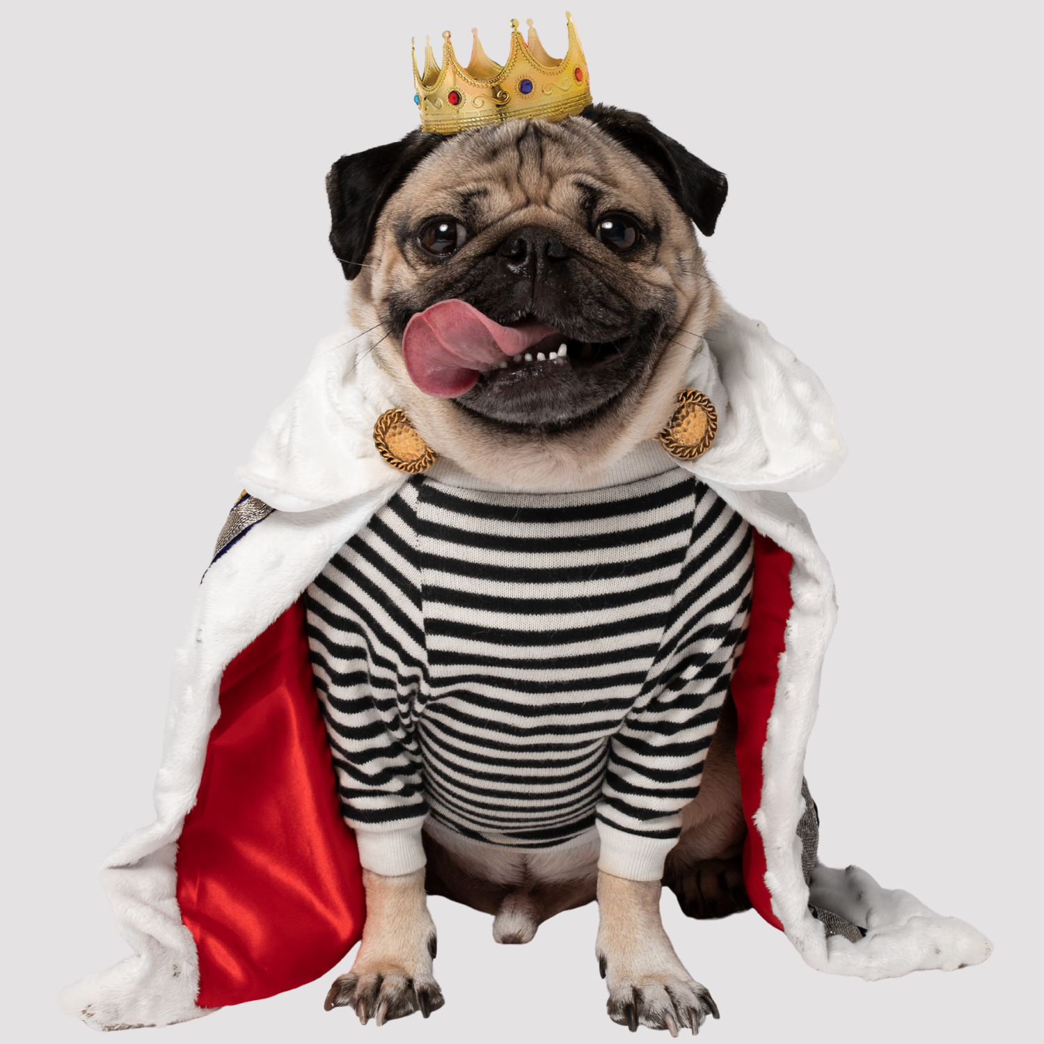 Doug the Pug