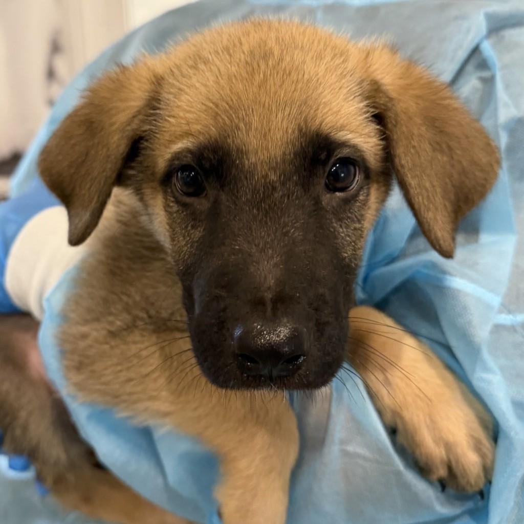 Rescue puppy recovering with Best Friends support